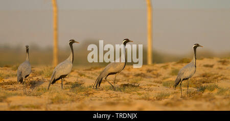 Demoiselle gru (Anthropoides virgo), quattro gru a piedi attraverso il deserto, Oman Foto Stock