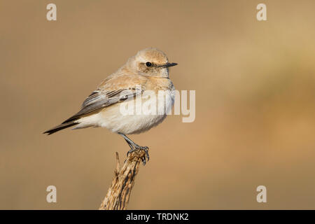 Nord deserto africano culbianco (Oenanthe deserti homochroa, Oenanthe homochroa), femmina adulta appollaiate sul ramo appassiti, Marocco Foto Stock