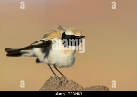 Nord deserto africano culbianco (Oenanthe deserti homochroa, Oenanthe homochroa), seduto su di una pietra, Marocco Foto Stock