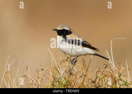 Nord deserto africano culbianco (Oenanthe deserti homochroa, Oenanthe homochroa), maschio adulto si appollaia su un arbusto, Marocco Foto Stock