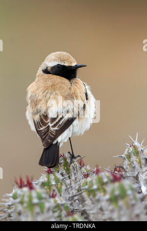 Nord deserto africano culbianco (Oenanthe deserti homochroa, Oenanthe homochroa), maschio adulto si appollaia su una euforbia, Marocco Foto Stock