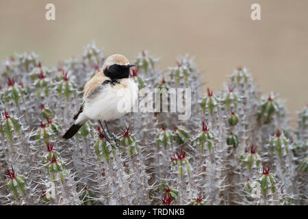 Nord deserto africano culbianco (Oenanthe deserti homochroa, Oenanthe homochroa), maschio adulto si appollaia su una euforbia, Marocco Foto Stock