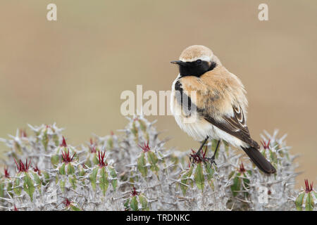 Nord deserto africano culbianco (Oenanthe deserti homochroa, Oenanthe homochroa), maschio adulto si appollaia su una euforbia, Marocco Foto Stock