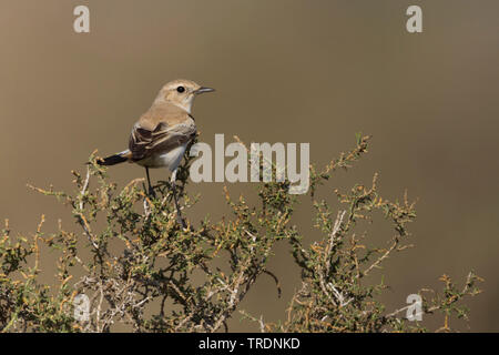 Nord deserto africano culbianco (Oenanthe deserti homochroa, Oenanthe homochroa), femmina adulta si appollaia su un arbusto, Marocco Foto Stock