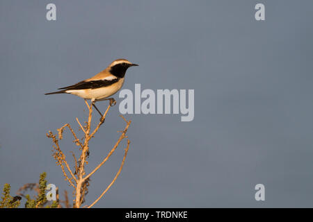 Nord deserto africano culbianco (Oenanthe deserti homochroa, Oenanthe homochroa), maschio adulto sul ramo appassiti, Marocco Foto Stock