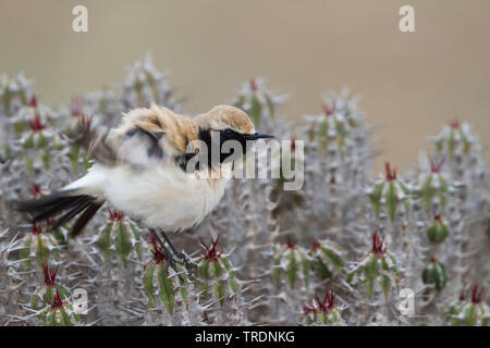 Nord deserto africano culbianco (Oenanthe deserti homochroa, Oenanthe homochroa), maschio adulto si appollaia su una euforbia, Marocco Foto Stock