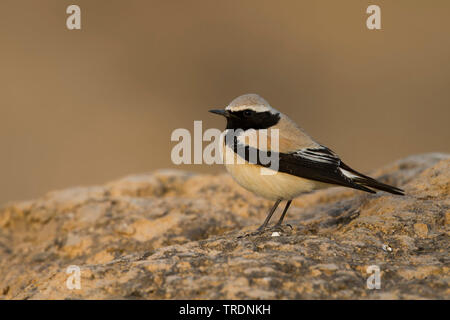 Nord deserto africano culbianco (Oenanthe deserti homochroa, Oenanthe homochroa), maschio adulto si appollaia su una roccia, Marocco Foto Stock