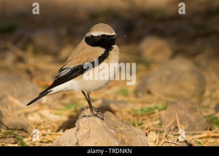 Nord deserto africano culbianco (Oenanthe deserti homochroa, Oenanthe homochroa), maschio adulto si appollaia su una pietra, Marocco Foto Stock