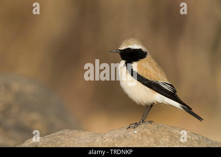 Nord deserto africano culbianco (Oenanthe deserti homochroa, Oenanthe homochroa), maschio adulto si appollaia su una roccia, Marocco Foto Stock