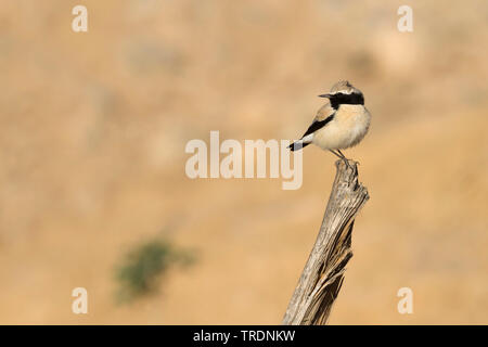 Nord deserto africano culbianco (Oenanthe deserti homochroa, Oenanthe homochroa), maschio adulto sul ramo rotto, Marocco Foto Stock