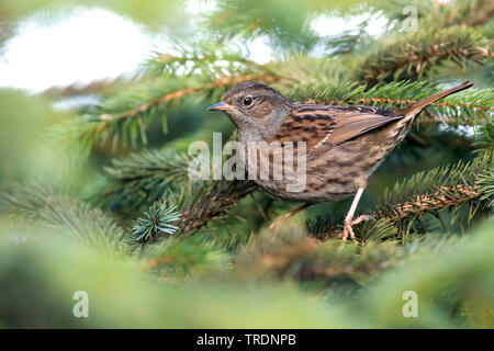 Dunnock (Prunella modularis), immaturo su un abete, Regno Unito, Scozia Foto Stock