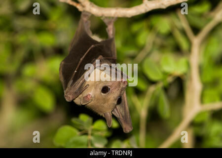 Roussette egiziano, frutta egiziana Bat (Rousettus aegyptiacus, Rousettus aegypticus), appeso a un ramo, Oman Foto Stock