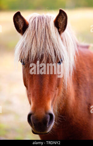 Islandese cavallo, cavallo islandese, Islanda pony (Equus przewalskii f. caballus), ritratto, riserva naturale di Wahner heath, in Germania, in Renania settentrionale-Vestfalia, Bergisches Land Foto Stock