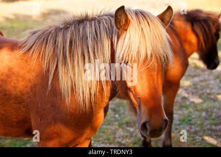 Islandese cavallo, cavallo islandese, Islanda pony (Equus przewalskii f. caballus), ritratto, riserva naturale di Wahner heath, in Germania, in Renania settentrionale-Vestfalia, Bergisches Land Foto Stock