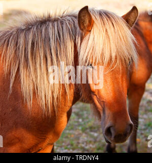 Islandese cavallo, cavallo islandese, Islanda pony (Equus przewalskii f. caballus), ritratto, riserva naturale di Wahner heath, in Germania, in Renania settentrionale-Vestfalia, Bergisches Land Foto Stock