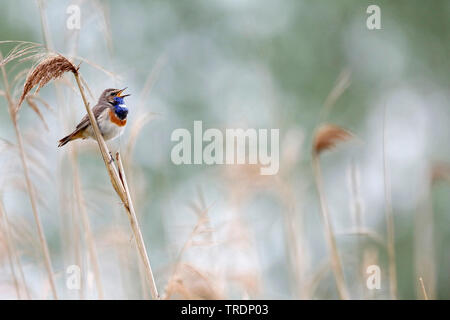 Pettazzurro (Luscinia svecica, Cyanosylvia svecia), cantando maschio, Paesi Bassi, South Holland Foto Stock