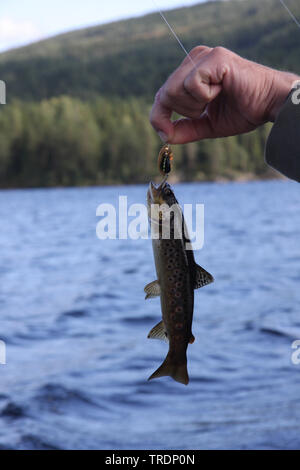 Trote (Salmo trutta), pescato dai pescatori, Paesi Bassi Foto Stock