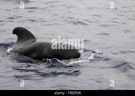 Alalonga Balene Pilota, pothead balena, caaing balena, longfin Balene Pilota, Atlantico Balene Pilota, blackfish (Globicephala melas, Globicephala melaena), respirazione, Norvegia Isole Svalbard Foto Stock