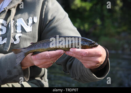 Trote (Salmo trutta), pescato dai pescatori, Paesi Bassi Foto Stock