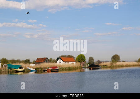 Cormorano (Phalacrocorax carbo) volando sopra Rottemeren, Paesi Bassi, South Holland, Rottemeren Foto Stock