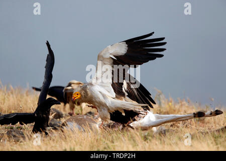 Avvoltoio capovaccaio (Neophron percnopterus), con un cadavere, Bulgaria Foto Stock