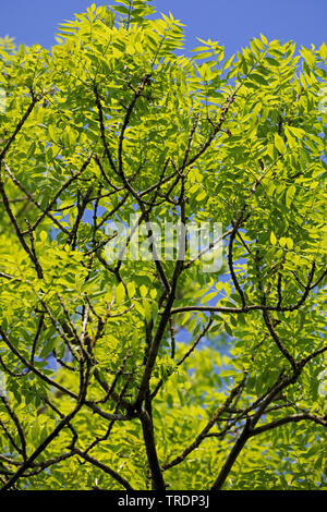 Cenere comune, Frassino Europeo (Fraxinus excelsior), riprese in foglia, Germania Foto Stock