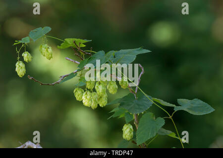 Luppolo (Humulus lupulus), il ramo con frutti, Germania Foto Stock