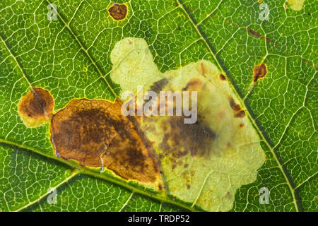 Ippocastano leafminer, ippocastano foglia-miner, ippocastano leaf miner (Cameraria ohridella, Cameraria ochridella), malattia di ippocastano, Germania Foto Stock