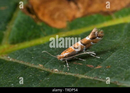 Ippocastano leafminer, ippocastano foglia-miner, ippocastano leaf miner (Cameraria ohridella, Cameraria ochridella), malattia di ippocastano, Germania Foto Stock