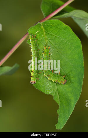 Eurasian Ammiraglio bianco, bianco Admiral (Ladoga camilla, Limenitis camilla), bruchi su una foglia, Germania Foto Stock