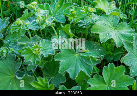 Lady del mantello (Alchemilla spec.), con gocce d'acqua, Austria, Tirolo Foto Stock