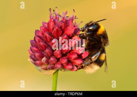 Buff-tailed Bumble Bee (Bombus terrestris), in un'Allium, Ungheria Foto Stock