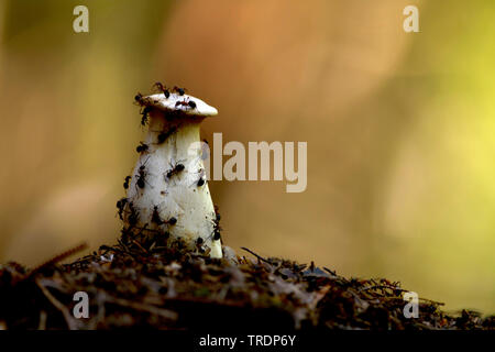 Legno formiche sul fungo, Ungheria Foto Stock