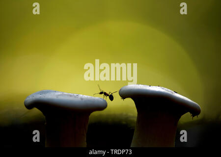 Legno Ant arrampicata sui funghi, Ungheria Foto Stock