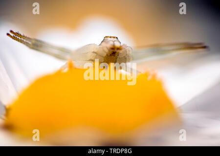 Oro ragno granchio (Misumena vatia), ragno granchio al centro di un giallo fiore bianco, Ungheria Foto Stock