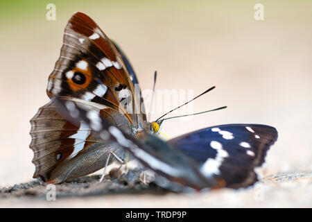 Viola imperatore (Apatura iris), seduto a terra, Ungheria Foto Stock