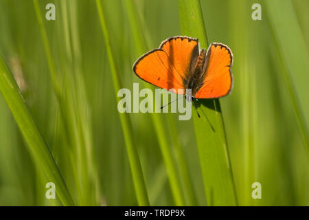 Rame di grandi dimensioni (Lycaena dispar), maschio, Ungheria Foto Stock