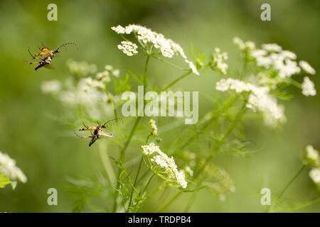 Longhorn coleotteri, long-cornuto coleotteri (Cerambycidae), Flying coleotteri avvicinando umbellifer, Ungheria Foto Stock