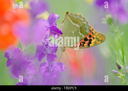 Il cardinale (Argynnis pandora, Pandoriana pandora), seduti a un larkspur, Ungheria Foto Stock