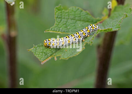 Mullein moth, Mullein caterpillar (Cucullia verbasci, Shargacucullia verbasci), Caterpillar a mangiare mullein, Germania Foto Stock