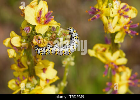 Mullein moth, Mullein caterpillar (Cucullia verbasci, Shargacucullia verbasci), Caterpillar a mangiare mullein, Germania Foto Stock