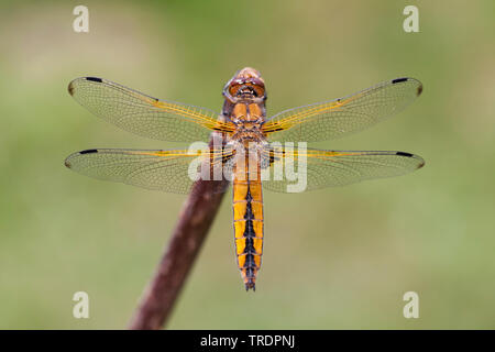 Scarsa Chaser - Libellula fulva Foto Stock