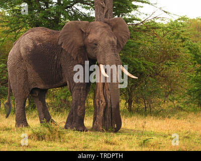 Elefante africano (Loxodonta africana), Bull elefante a un tronco di albero, vista laterale, Kenia Masai Mara National Park Foto Stock