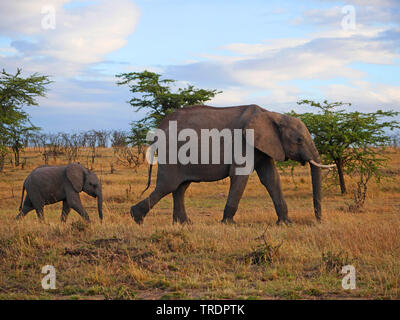 Elefante africano (Loxodonta africana), mucca elefante con vitello nella savana, vista laterale, Kenya, Samburu Riserva nazionale Foto Stock