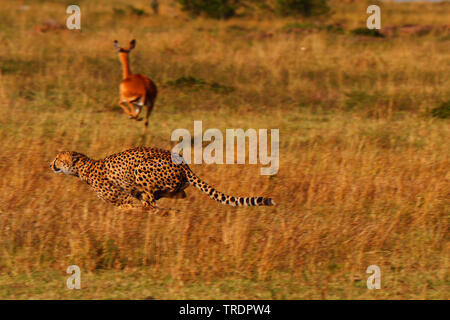 Ghepardo (Acinonyx jubatus), caccia ghepardo, fuggendo antilope in background, Kenia Masai Mara National Park Foto Stock