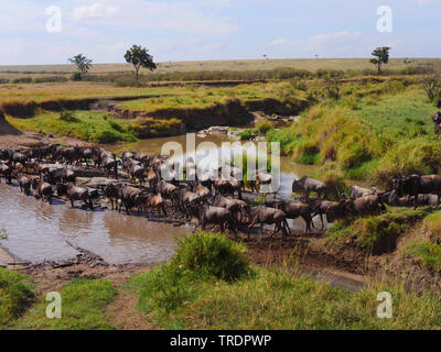 Bianco orientale-barbuto Gnu (Connochaetes taurinus albojubatus), allevamento di wildebeests attraversando un luogo di acqua nella savana, Kenia Masai Mara National Park Foto Stock