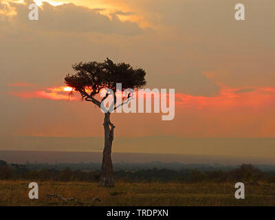 Albero al tramonto nella savana , Kenia Masai Mara National Park Foto Stock