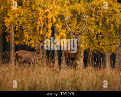 Il cervo (Cervus elaphus), red deer hind e cervi feste di addio al celibato in una foresta autunnale, Germania, Sassonia Foto Stock