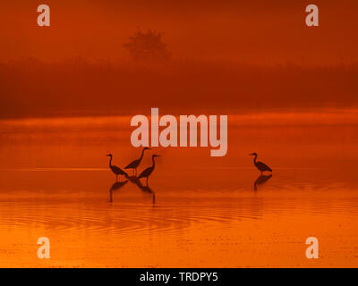 Airone bianco maggiore, Airone bianco maggiore (Egretta alba, Casmerodius Albus, Ardea alba), grande garzette in un lago di sunrise, Germania, Oberlausitz, Superiore Spree Foto Stock