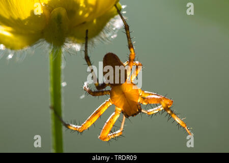 Ragno sul fiore giallo in controluce, Ungheria Foto Stock